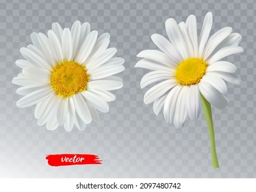 Two chamomile flowers transparent background  Realistic illustration daisy flowers 