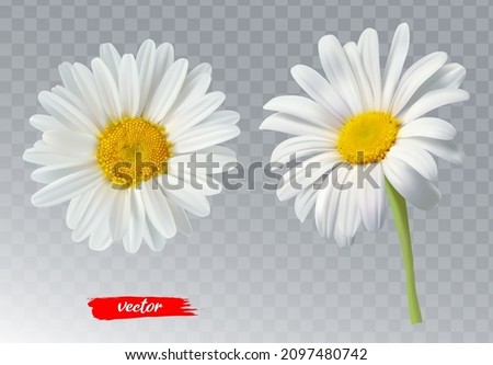 Similar – Image, Stock Photo Wild chamomile (Matricaria chamomilla) in the field with many buds