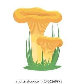 Two chanterelle mushrooms grow on a background of grass. Autumnal chanterelle mushrooms on the ground. Vector illustration isolated on white, flat style.