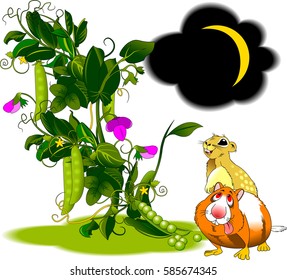 Two cheerful rodent in the pea field and vector illustration
