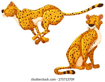 Two cheetah on white background