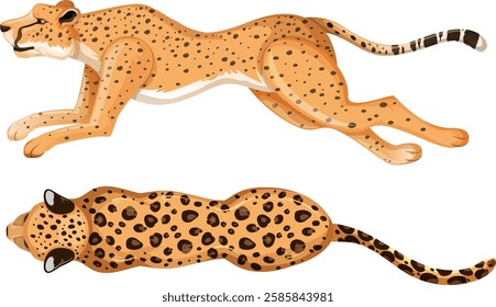 Two cheetahs sprinting in dynamic vector illustration