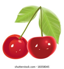 two cherries isolated on white background high detailed vetor