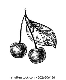 Dos cerezas con una hoja. Esbozo de tinta aislado en fondo blanco. Ilustración vectorial dibujada a mano. Dibujo de trazo de estilo vintage.