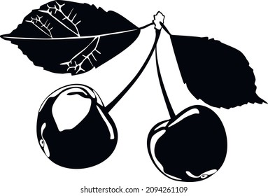 
Two cherries with leaves. Vector illustration