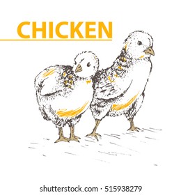 Two chick peeking out of eggs and looking for egg, unhatched chicken. Series sketch illustration for your design working. Graphics, hand drawing vector image. Vintage engraving style.