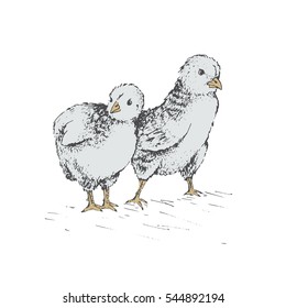 Two chick peeking out of eggs and looking for egg, unhatched chicken. Series sketch illustration for your design working. Graphics, hand drawing vector image. Vintage engraving style.