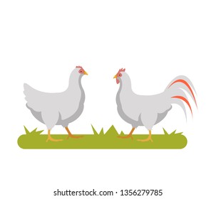 Two chicken bird walking on field. Farm rural scene concept. Vector flat graphic design banner web page illustration