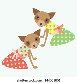 Two chihuahua dogs. Little dogs in colored dresses.