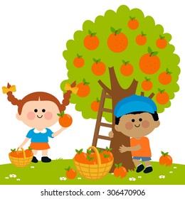 Two children, a boy and a girl picking oranges under an orange tree. Vector illustration