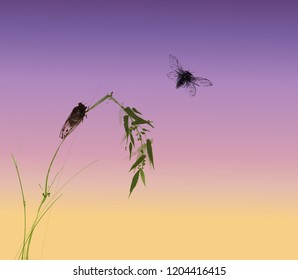 Two cicadas and green bamboo branch on sunrise background. Traditional oriental ink painting sumi-e, u-sin, go-hua. Hieroglyph - clarity