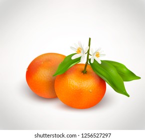 Two citrus fruits mandarin or tangerine on branch with green leaves and white blooming flower isolated on a white background. Realistic Vector Illustration