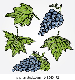Two cluster of grapes, leaves. Vector illustration.