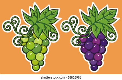 Two clusters of purple and green grapes with tendrils and leaves