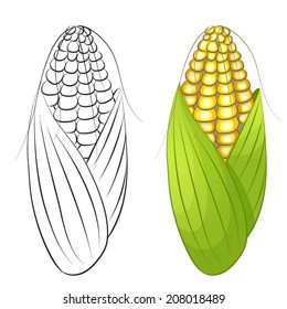 Two cobs of corn isolated