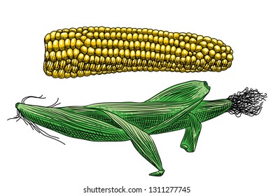 Two cobs of corn on a white background. One cob with leaves, the other peeled.  Freehand drawing