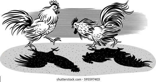 Two cocks facing each other in a fight.