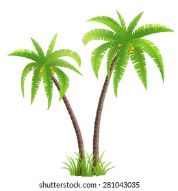 Two coconut palm trees with grass isolated on white background