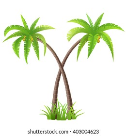 Two coconut palm trees on white