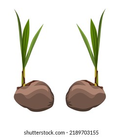 Two coconut shoots to commemorate scout day with a white background