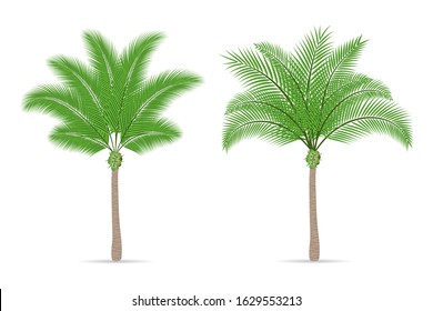Two coconut tree with branch isolated on white background.Tropical plant green leaf.Palm flat icon.Vector.Illustration.