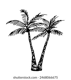 Two coconut trees isolated on a white background. Simple hand drawn vector illustration with black outline. Tropical island, plants, summer vacation. Nature and vegetation.