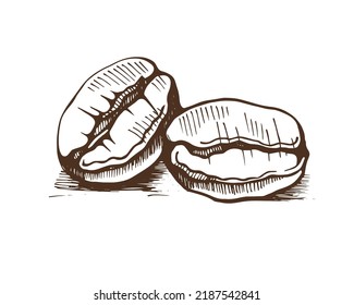 Two coffee beans. Hand drawn vector illustration.