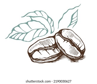 Zwei Kaffeebohnen und Blätter. Handgezeichnete Vektorgrafik.