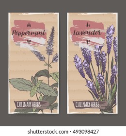 Two color labels with mint and lavender sketch. Culinary herbs collection. Great for cooking, medical, gardening design.