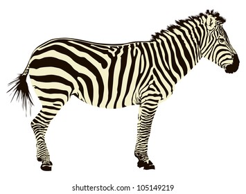 Ilustración vectorial de dos colores de perfil de cebra aislada en fondo blanco.
