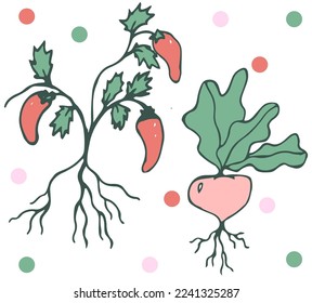 Two colored root vegetables: red pepper and turnip with roots hanging down. Vector illustration, isolated on white background