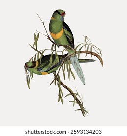 Two colorful birds perched on a branch. Vibrant birds with green and yellow feathers. Birds and branch surrounded by leaves. Nature and birds illustration. Vintage bird illustration vector.