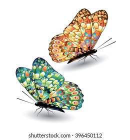 Two colorful butterflies isolated on white background. Vector illustration.