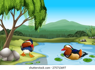 Two colorful ducks in the nature