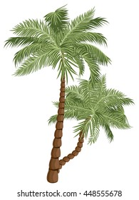 Two colorful palm trees illustration on white background.
