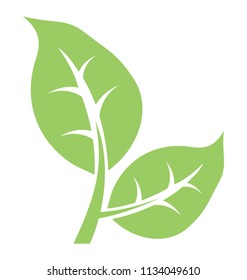 
Two common leaves placed together as two components to show bipartite leaf concept

