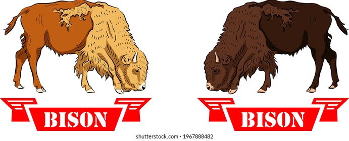 Two contrast american baby bison  