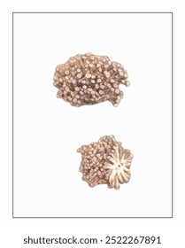Two coral structures with intricate, organic shapes positioned vertically against a plain backdrop.