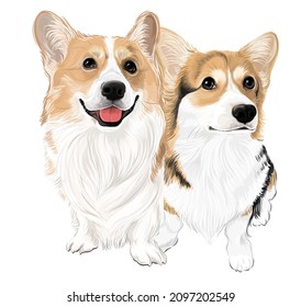 Two corgi puppies dog lovely couple vector art￼