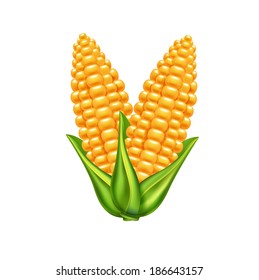 two corn ears and leaves isolated on white