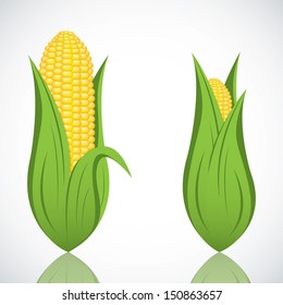 Two corn with leaf.Vector