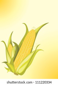Two corncobs on the yellow background. Vector