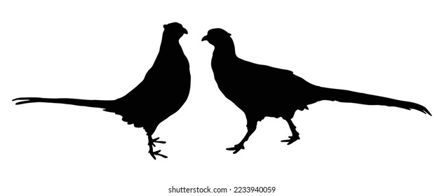 Two couple pheasants. Vector illustration isolated on white background