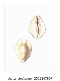 Two cowrie shells, one showing a smooth back and the other revealing a textured slit, rest on a plain background.