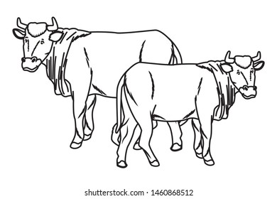 Two cows animals cartoons isolated vector illustration graphic design