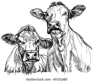 two cows - black and white sketch