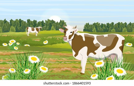 Two cows graze in a meadow with daisies. Forest on the horizon. Summer on the farm. Domestic farm animals. Realistic vector landscape