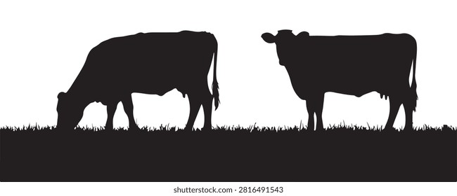 Two cows grazing on grass field. Farm animals in natural landscape, cattle on pasture.