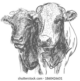 Two Cows Black White Sketch Stock Vector (Royalty Free) 69101680