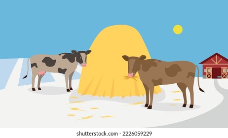 Two cows near a haystack in winter on a farm